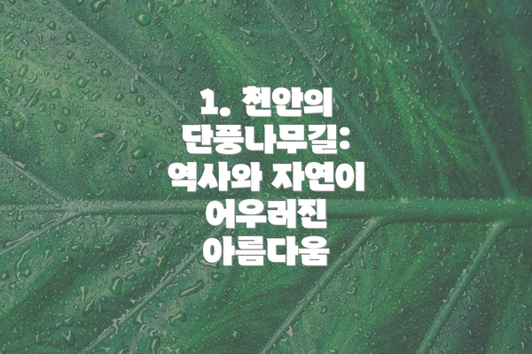 1. 천안의 단풍나무길: 역사와 자연이 어우러진 아름다움